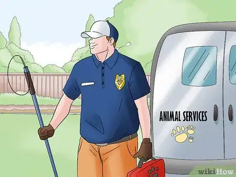 Image titled Identify and Help Feral and Stray Cats Step 7