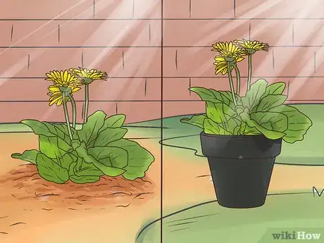 Image titled Buy Potted Flowers Step 2