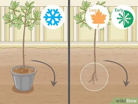 Image titled Keep a Pear Tree Healthy Step 2