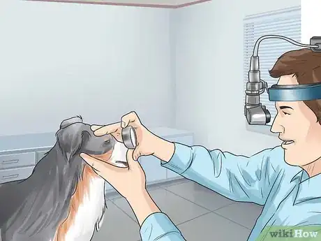 Image titled Diagnose Canine Eye Infections Step 6