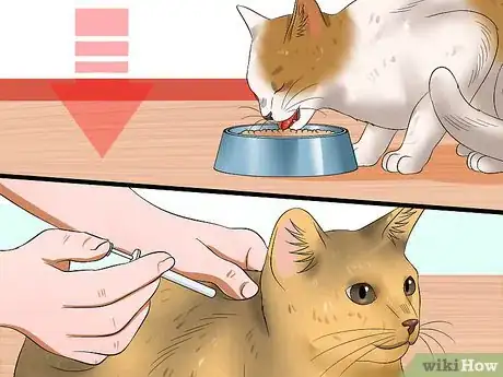 Image titled Treat Feline Cataracts Step 4