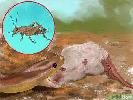 Image titled Choose the Right Reptile as a Pet Step 8