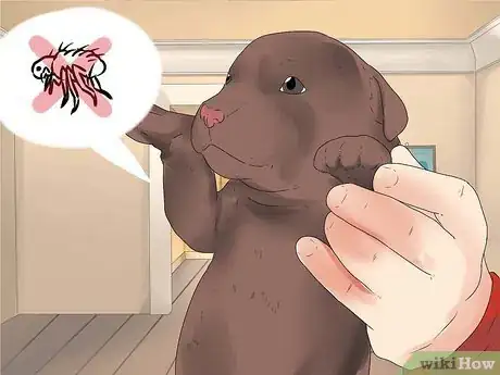 Image titled Choose a Puppy Step 14