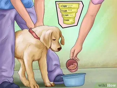 Image titled Know if Your Senior Dog Should Go on a Diet Step 4
