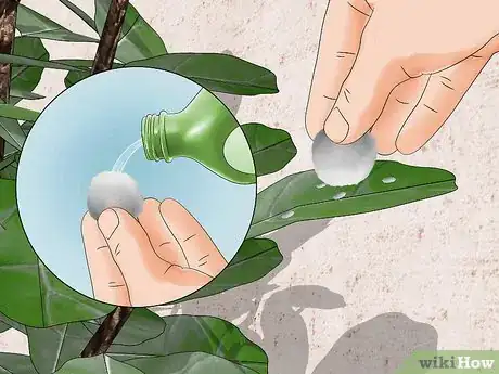Image titled Control Mealybugs on Indoor Plants Step 4