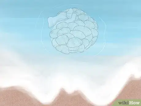 Image titled Rake Manilla Clams or Steamer Clams Step 9