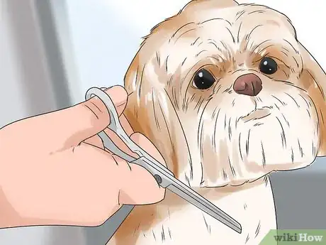 Image titled Get a Dog Ready for a Special Occasion Step 4