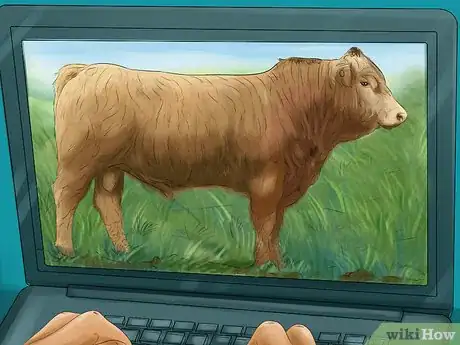 Image titled Identify Salers Cattle Step 1
