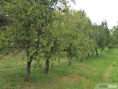 Image titled Buy Fruit Trees Step 13