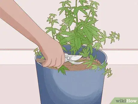 Image titled Grow Royal Gorilla Step 15