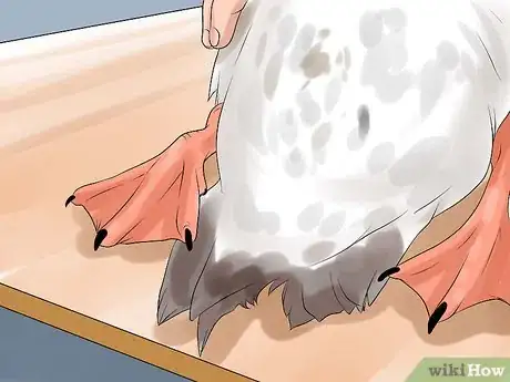 Image titled Tell the Difference Between Male and Female Ducks Step 6