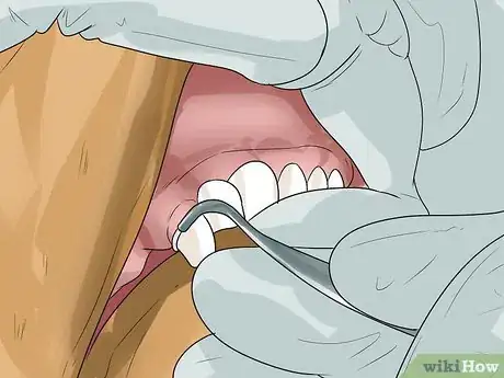 Image titled Prevent Canine Periodontal Disease Step 11