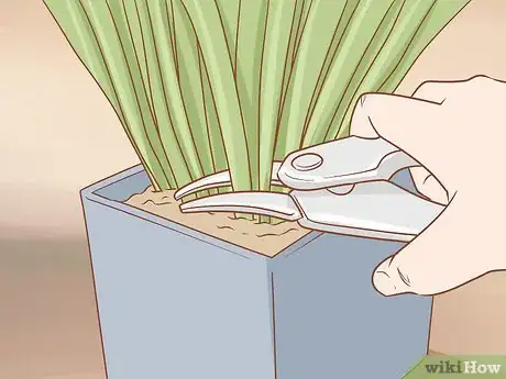 Image titled Prune Kangaroo Paws Step 2