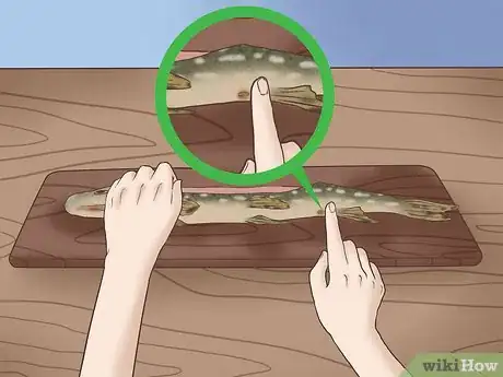 Image titled Clean and Fillet a Northern Pike Step 12