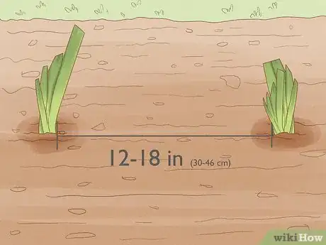Image titled Grow Bearded Irises Step 6