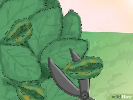 Image titled Get Rid of Downy Mildew in Your Plants Step 8