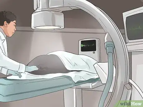 Image titled Prevent Canine Periodontal Disease Step 10