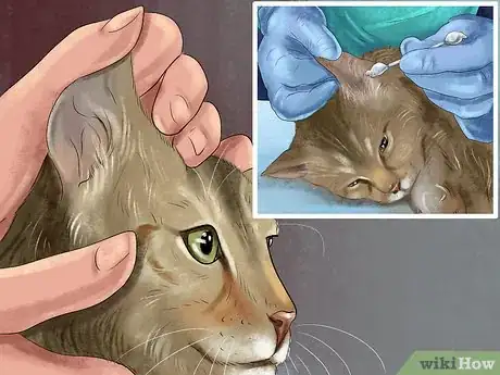 Image titled Take Care of a Singapura Cat Step 8