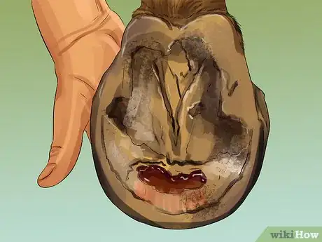 Image titled Clean a Horse's Hoof Step 14