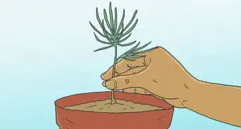 Grow Pine Trees