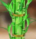 Take Care of Lucky Bamboo