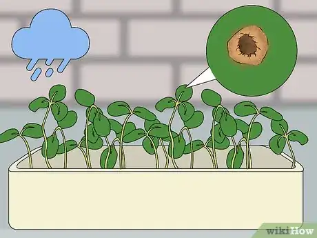 Image titled Harvest American Cress Step 6