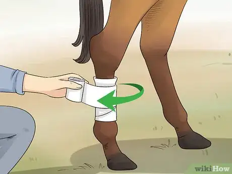 Image titled Handle Hind Leg Problems in Horses Step 12