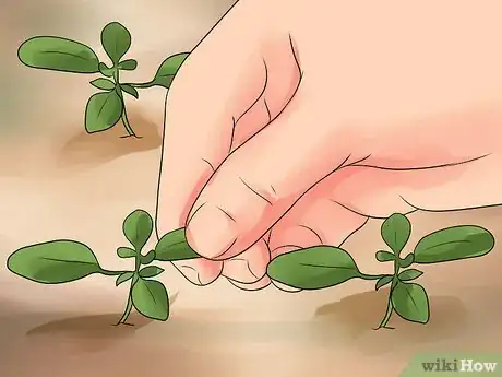 Image titled Grow Cleome Step 17