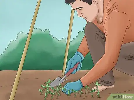 Image titled Grow Pole Beans Step 9