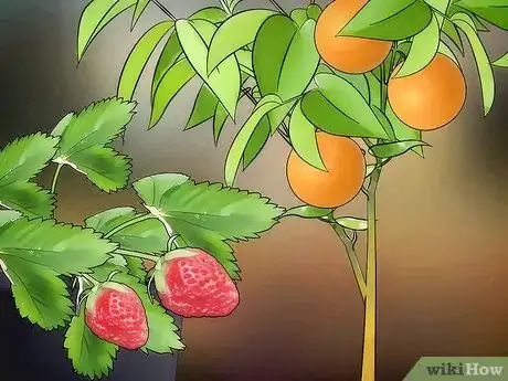 Image titled Grow Fruit in Pots Step 1