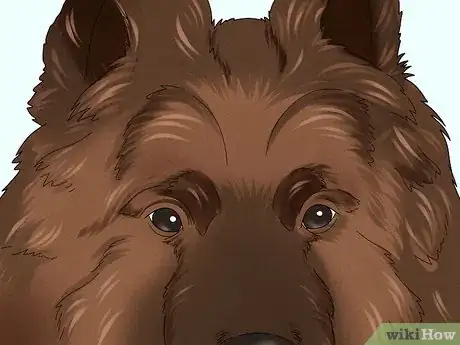 Image titled Identify a Belgian Tervuren Dog Step 4