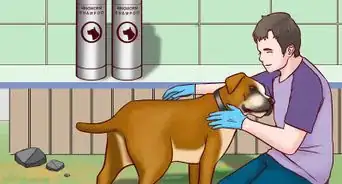 Prevent Ringworm in Dogs