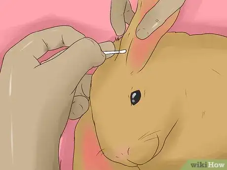 Image titled Groom an Angora Rabbit Step 5