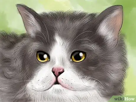 Image titled Identify a Selkirk Rex Step 5