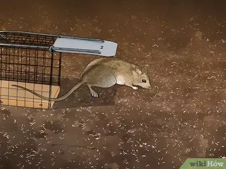Image titled Get Rid of Rats Step 12