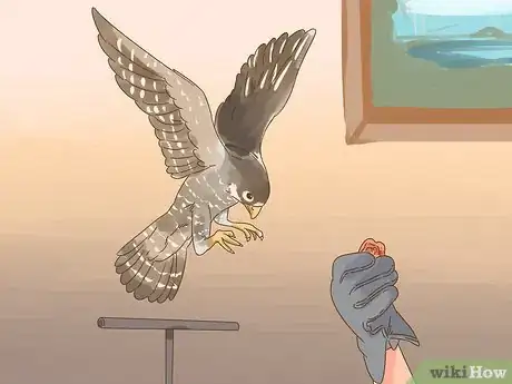 Image titled Train Your First Falcon Step 3