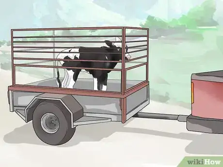 Image titled Raise Calves Step 9