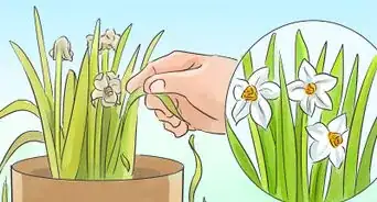 Grow Jonquils