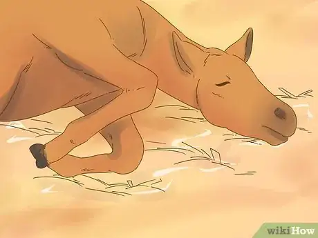 Image titled Care for a Foal Step 11