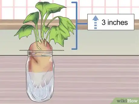 Image titled Grow Sweet Potatoes in Containers Step 4