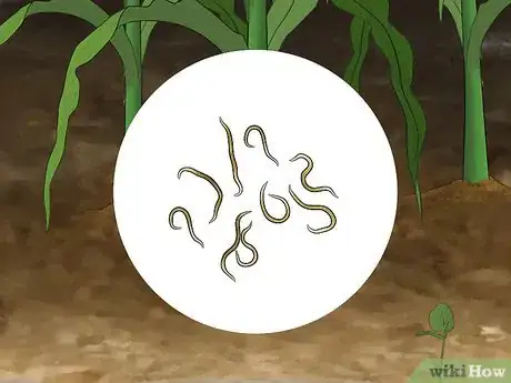 Image titled Control Corn Ear Worms Step 11