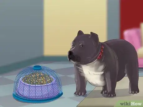 Image titled Feed an American Bully Puppy Step 8