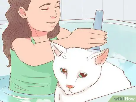 Image titled Find a Friendly Kitty Step 1