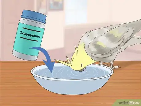 Image titled Treat Chlamydiosis in Cockatiels Step 4