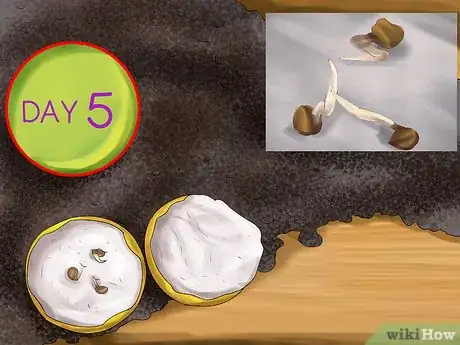 Image titled Germinate Seeds with Humidity Step 10