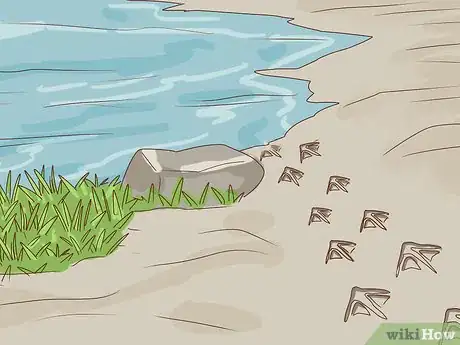 Image titled Identify Animal Tracks Step 9