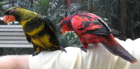 Image titled Yblkt_3b