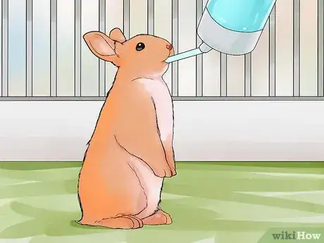 Image titled Care for Palomino Rabbits Step 8