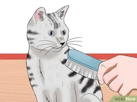 Image titled Care for American Shorthair Cats Step 10