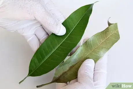 Image titled Press Leaves Step 2